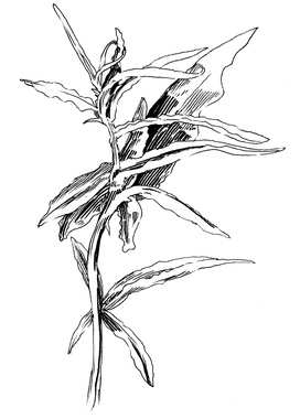 272x380 Paddle8 Resilient Weeds