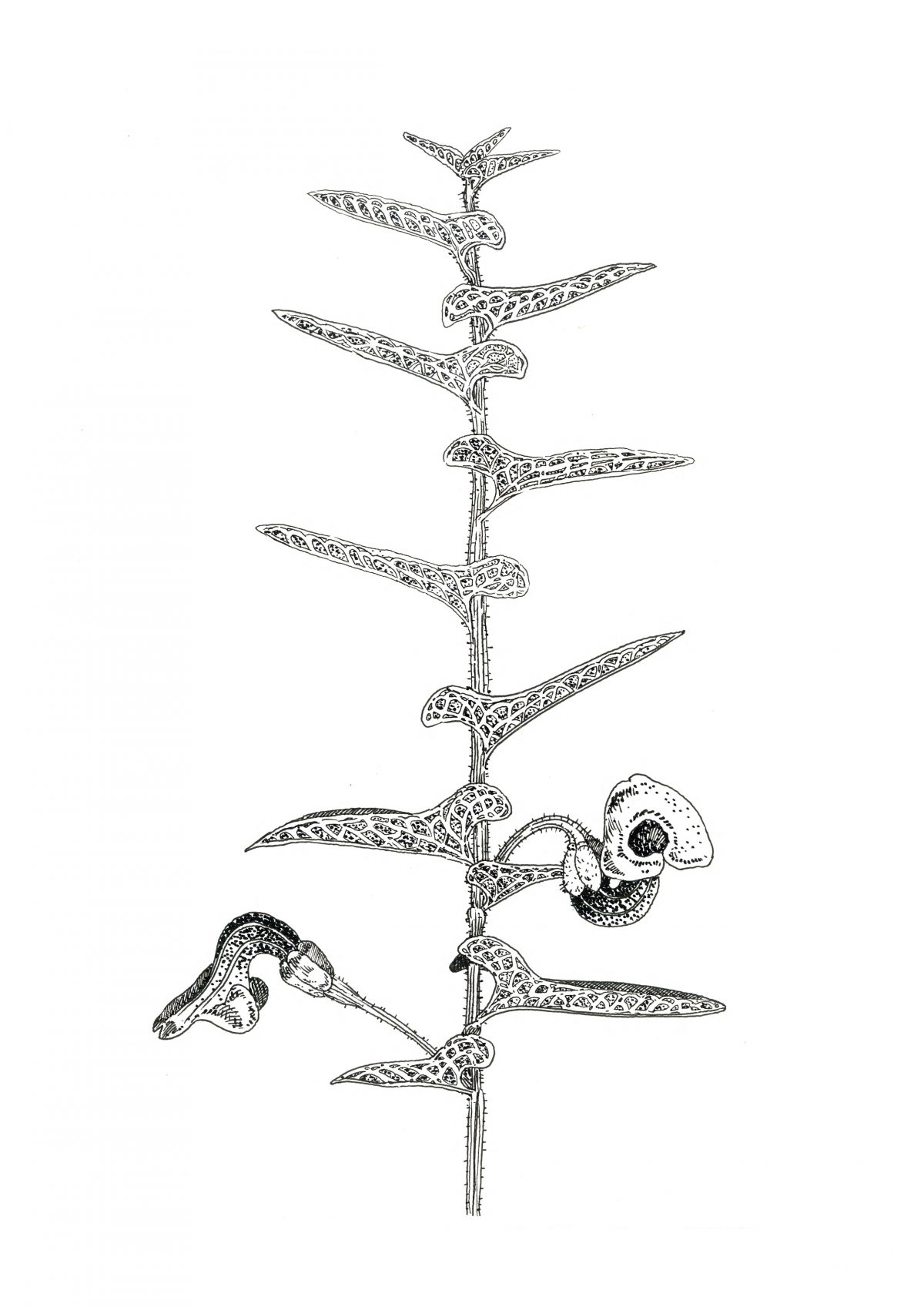 1200x1697 Resilient Weeds