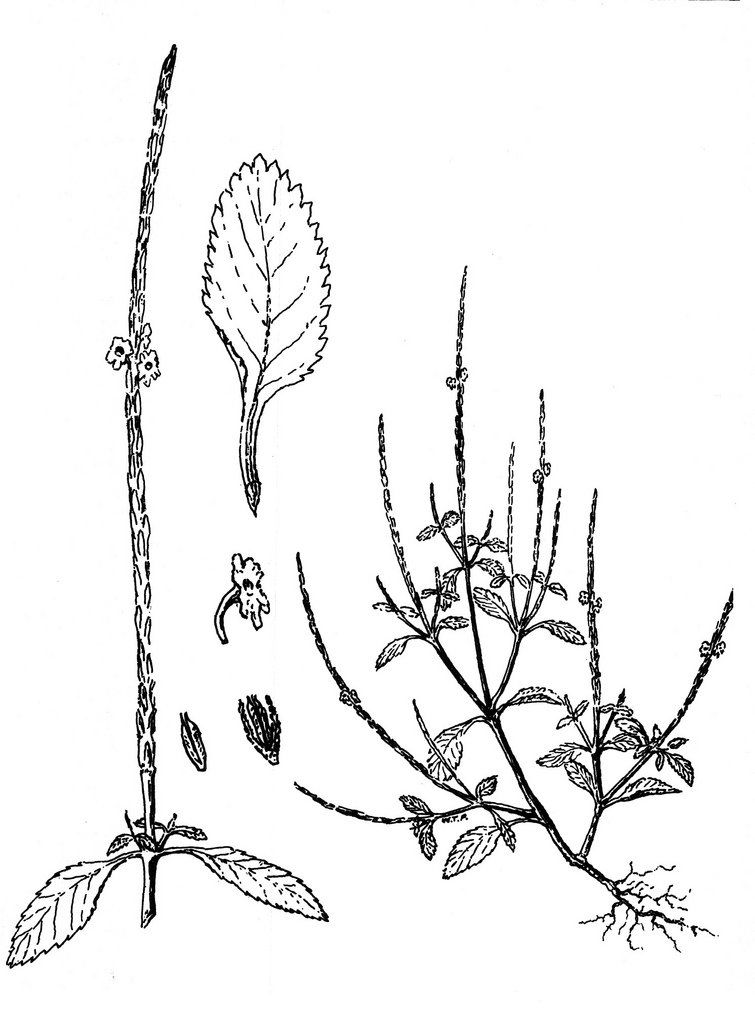 755x1024 The World's Best Photos Of Herbaceous And Weeds