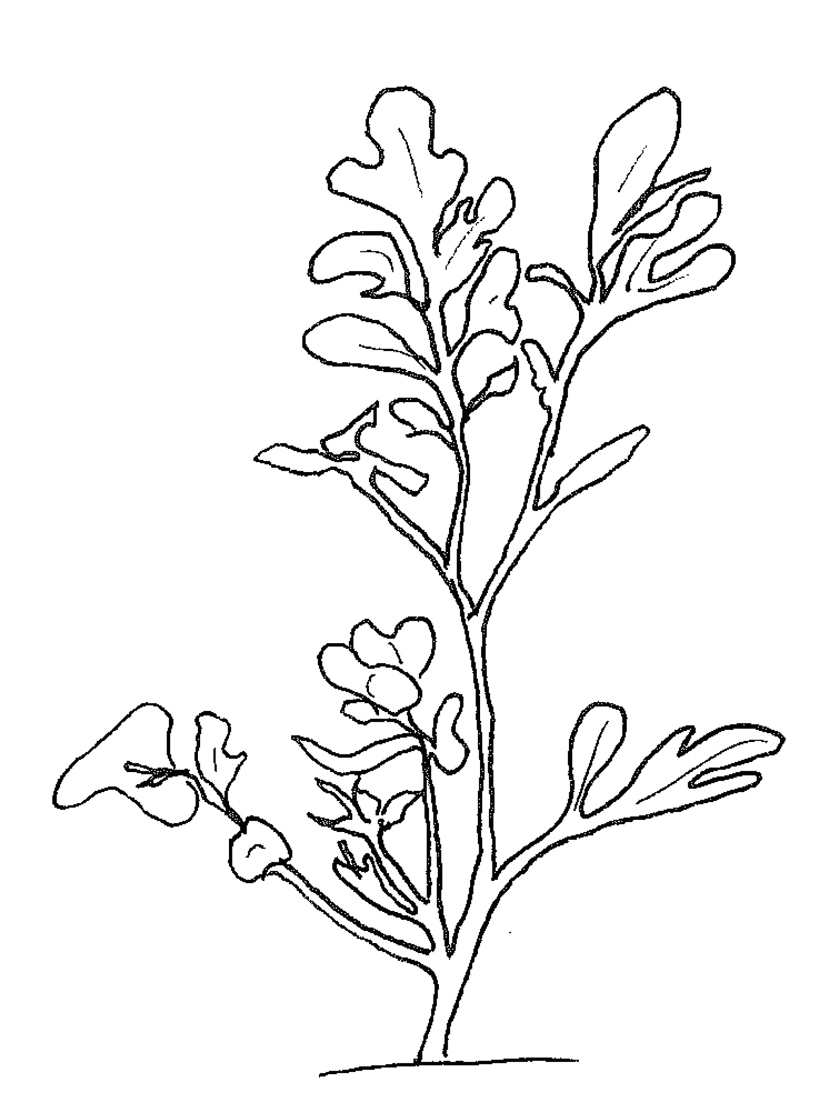 826x1119 Turf Weeds Id Site Turfgrass And Landscape Weed Id