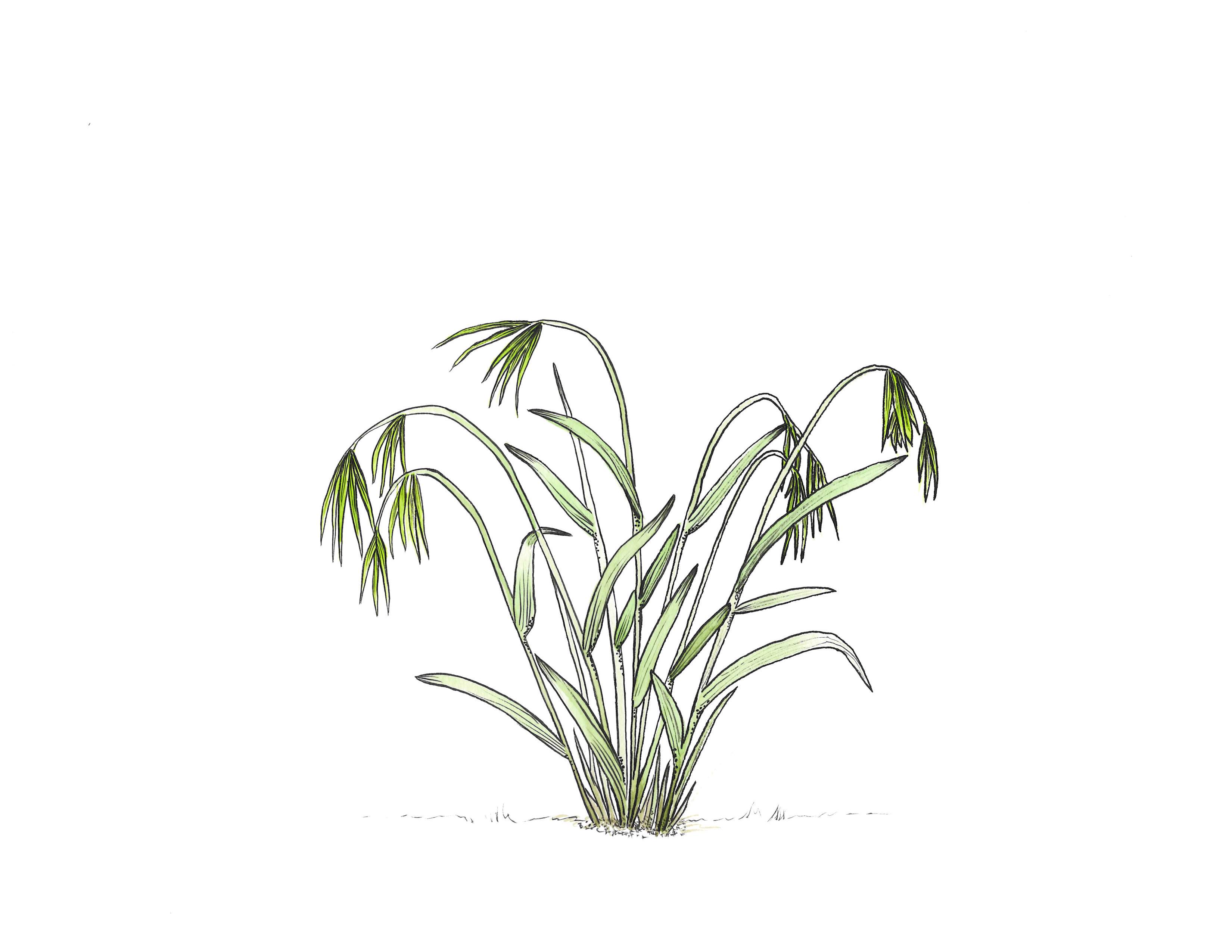 3300x2550 Weeds Are Bawdy, Morose, And Violent