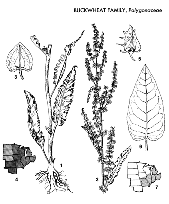 338x409 Weeds Of The North Central States