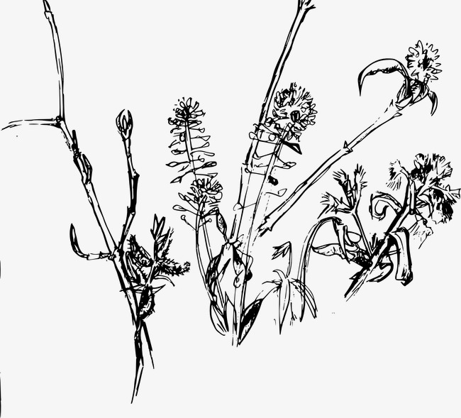 650x589 Wild Weed, Weed, Wild Png Image For Free Download