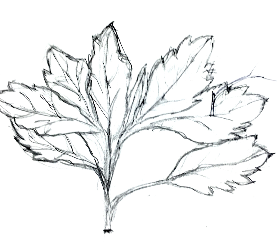 1136x1008 City Lit Student's Drawing Exploring Line Using Ink And Stick