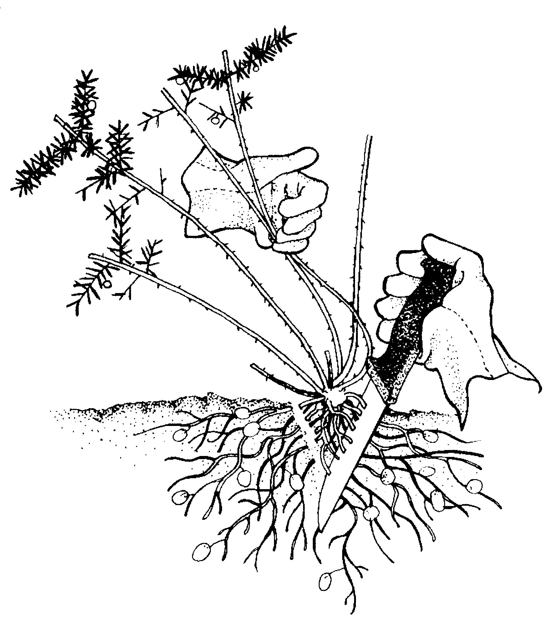 1784x2008 Crowning Weeds Of The Blue Mountains