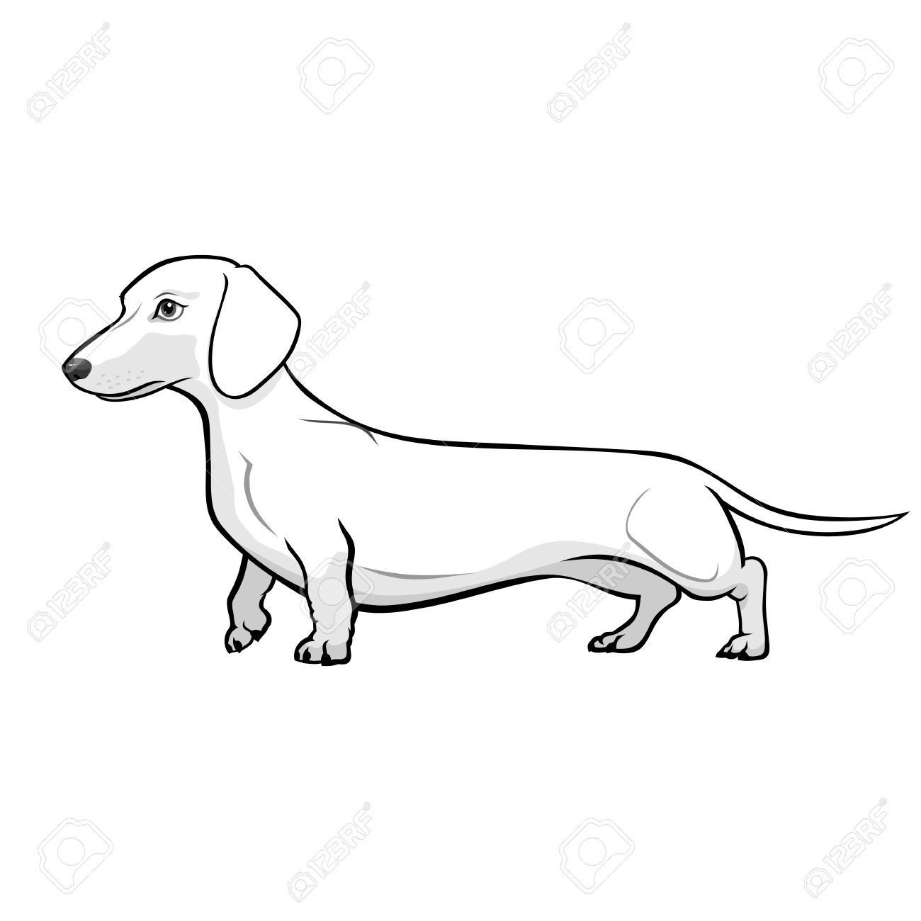 1300x1300 Dachshund Dog Black Amp White Vector Illustration Royalty Free