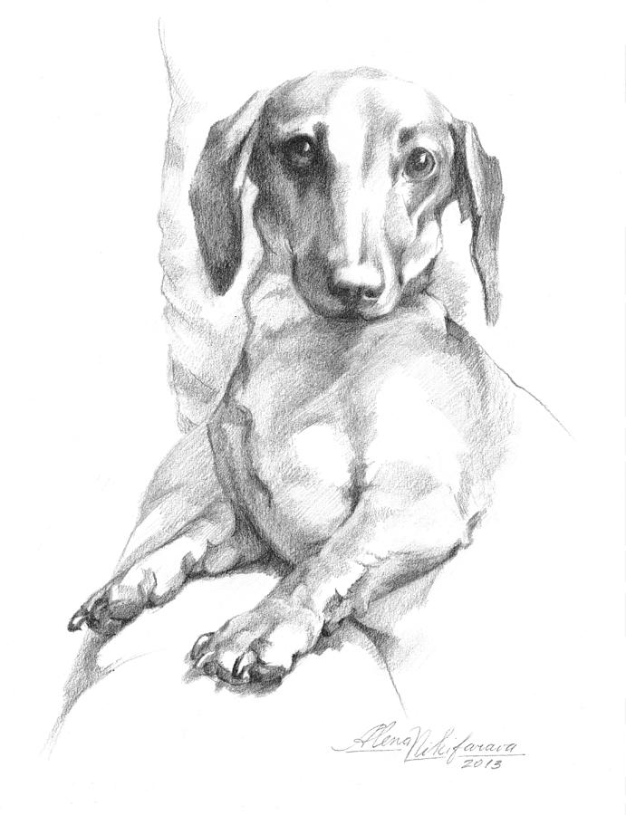 691x900 Dachshund Drawings