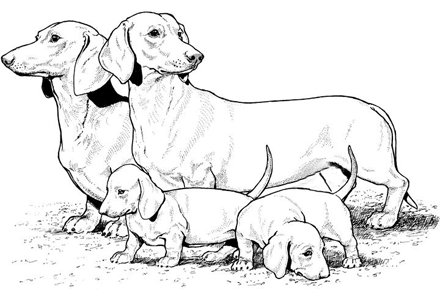 440x300 Dachshund Puppy Coloring Pages 50 Free Puppy Dog Coloring Pages