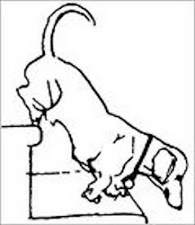 278x320 The Long And Short Of It All A Dachshund Dog News Magazine E.b.