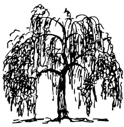 250x257 Landscape Plants For Georgia