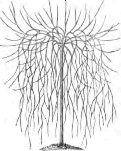 395x494 Weeping, Or Drooping Trees