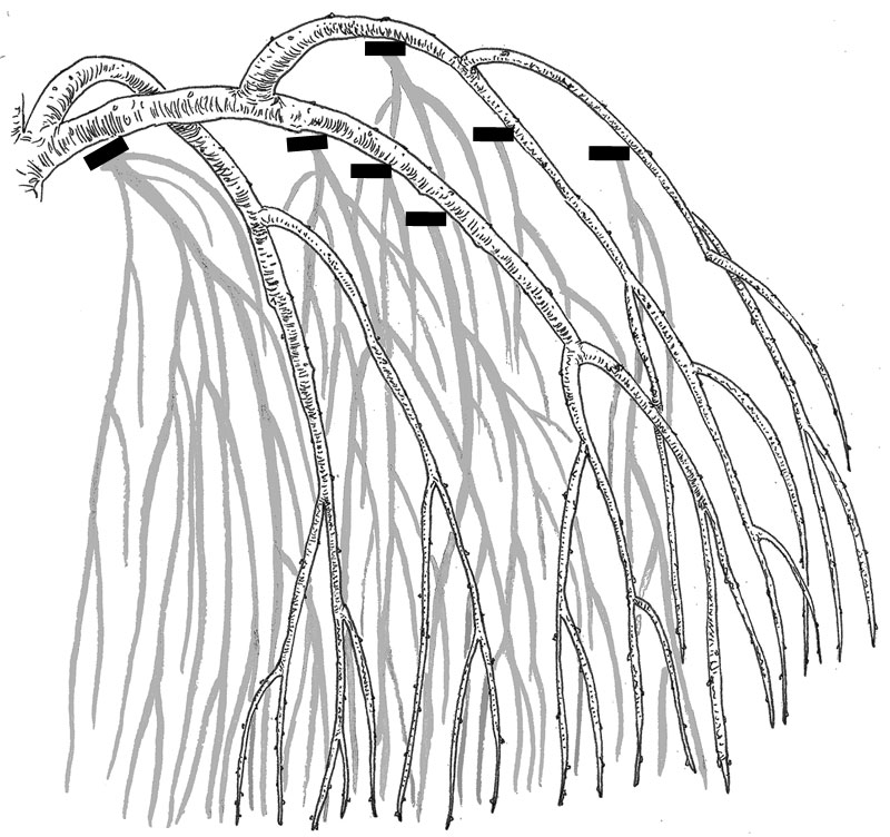 800x752 Five Common Pruning Mistakes, And How To Fix Them