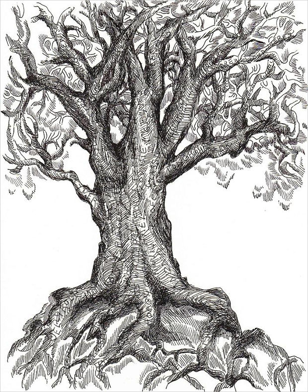 620x789 Tree Drawings