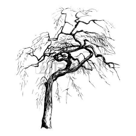 450x450 Willow Tree Stock Photos. Royalty Free Business Images