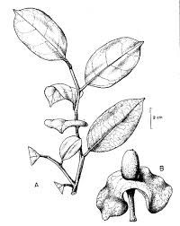 200x252 Botanical Line Drawing