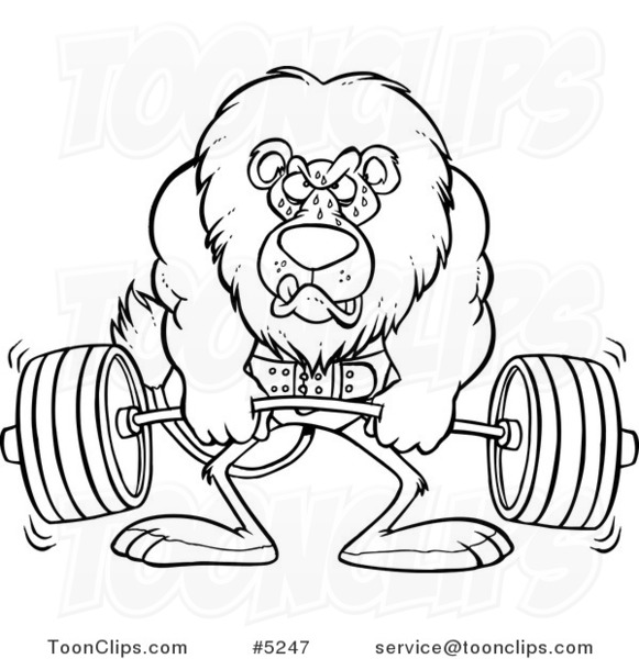 581x600 Cartoon Black And White Line Drawing Of A Lion Weightlifting