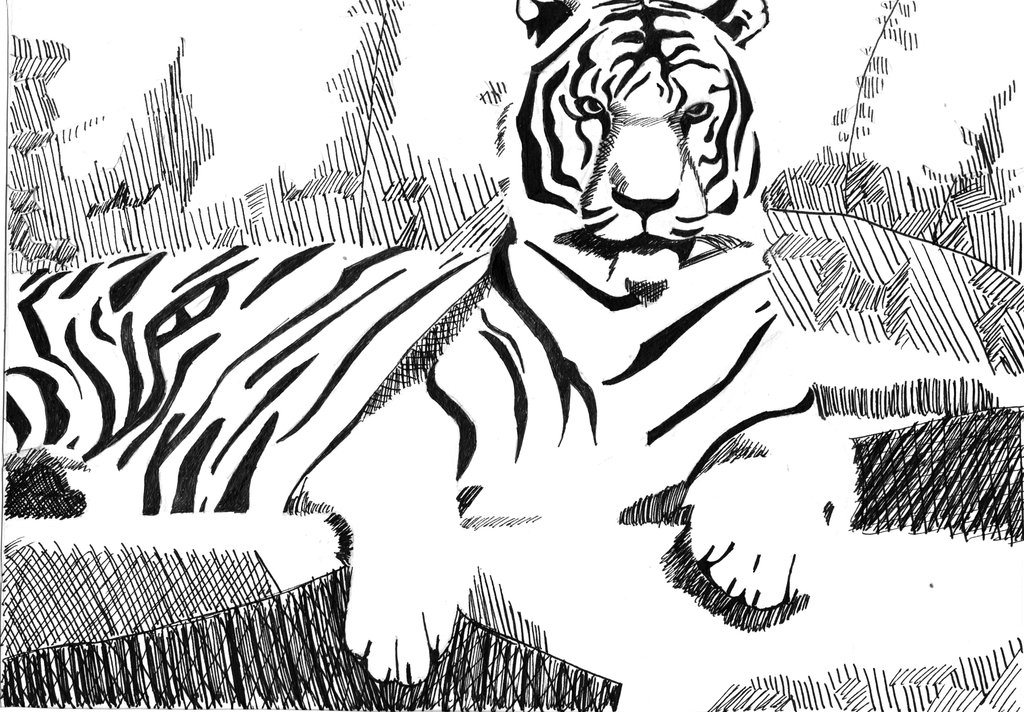 1024x712 Welcome Line Drawing ~ Tiger ~ By Narff117