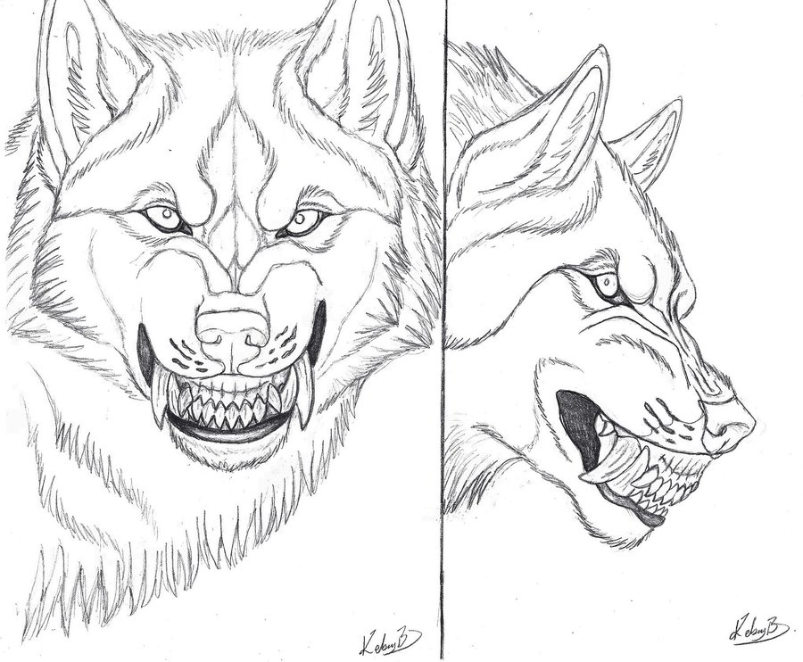 900x742 Werewolf Snarl Referenceline Art By Siosin