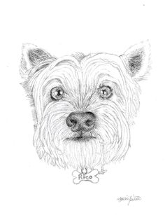236x307 Tommy The Cavoodle, Drawing Commissions Drawings
