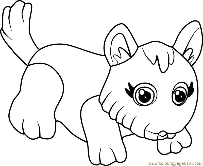 800x655 West Highland Terrier Coloring Page