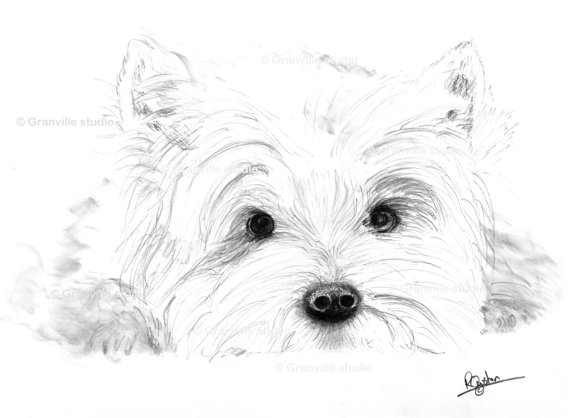 570x418 West Highland Terrier Dog Limited Edition Signed Art Print Https