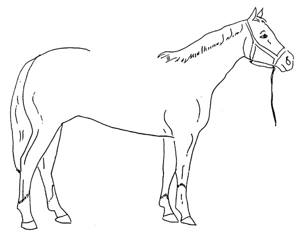 600x473 Draw A Saddle