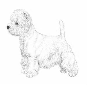 300x291 Corso Coloring Page Along With West Highland Terrier Coloring
