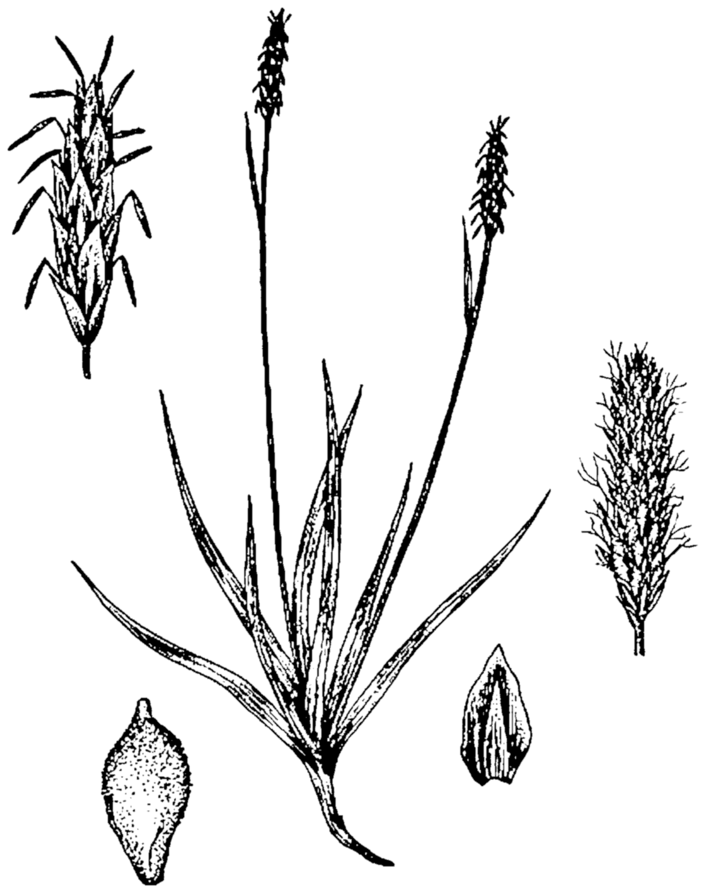 1380x1743 Filecarex Scirpoidea Drawing 2.png