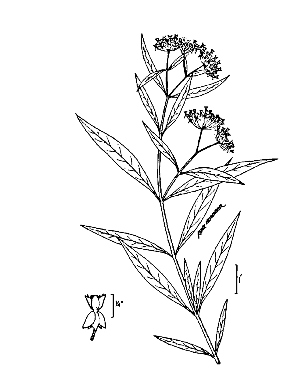 1000x1260 Asclepias Incarnata The Native Plant Society Of Northeastern Ohio