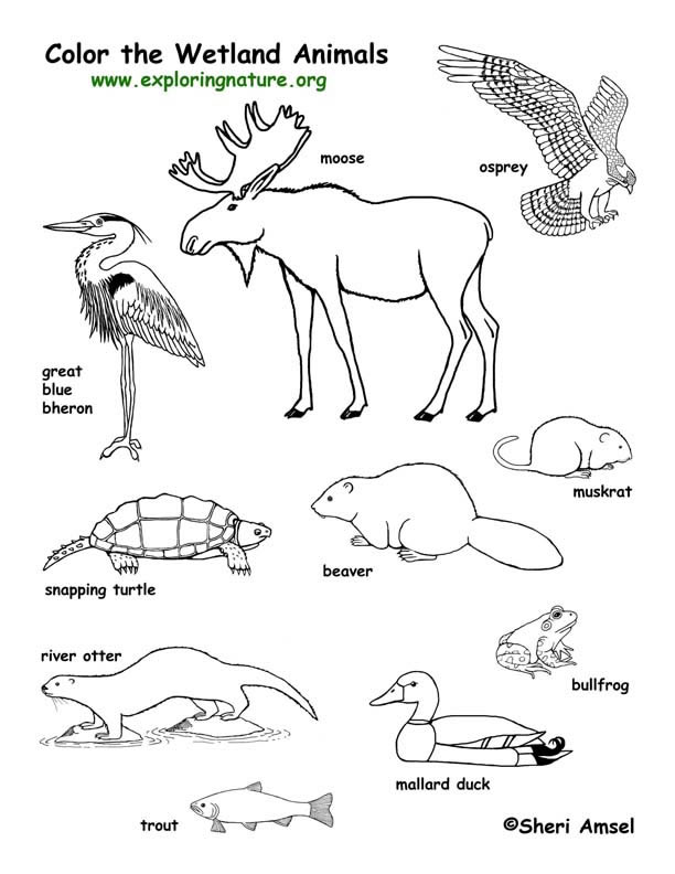612x792 Excellent Resource For Biology School Stuff Animal