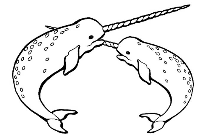 700x467 Humpback Whale Clipart Color