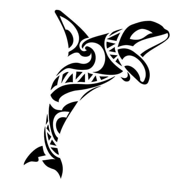 736x736 Killer Whale Clipart Pencil Drawing