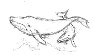 300x177 Vague And Catchy. Fish For Drawing Humpback Whale
