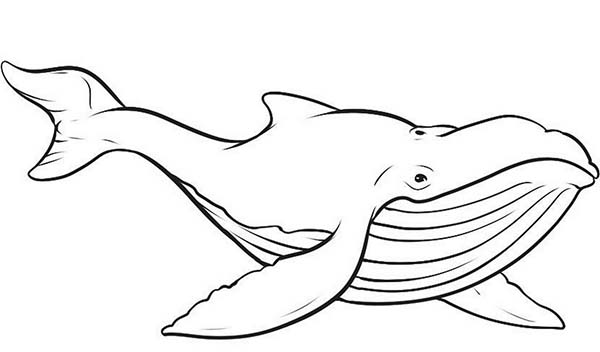 600x352 Whale