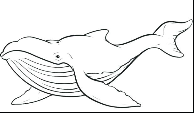 618x362 Best Whales Coloring Pages Print Whale Page Full Size Of Draw
