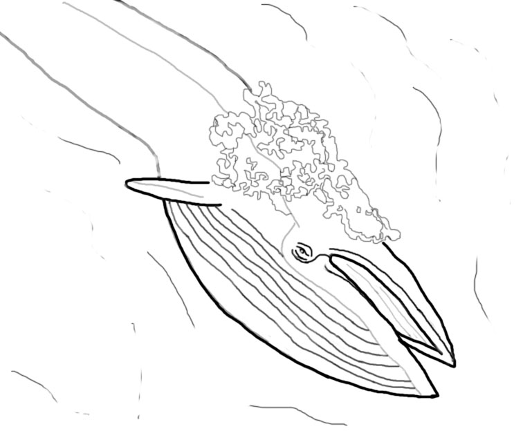 756x624 Whale Coloring Pages Magnetic Marine Mammals