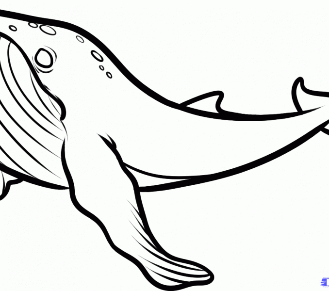 678x600 Whales Drawing Kids Coloring