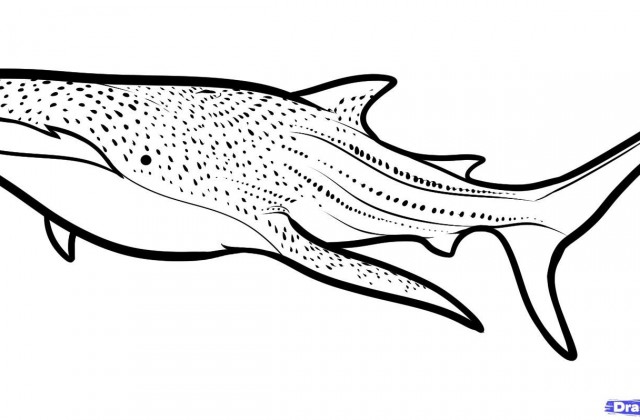 640x420 Tag Picture Of A Cute Cartoon Drawing Whale The Gallery