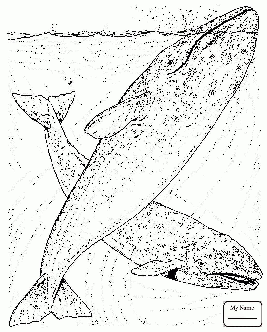 1104x1369 Cute Cartoon Whale Mammals Whales Coloring Pages