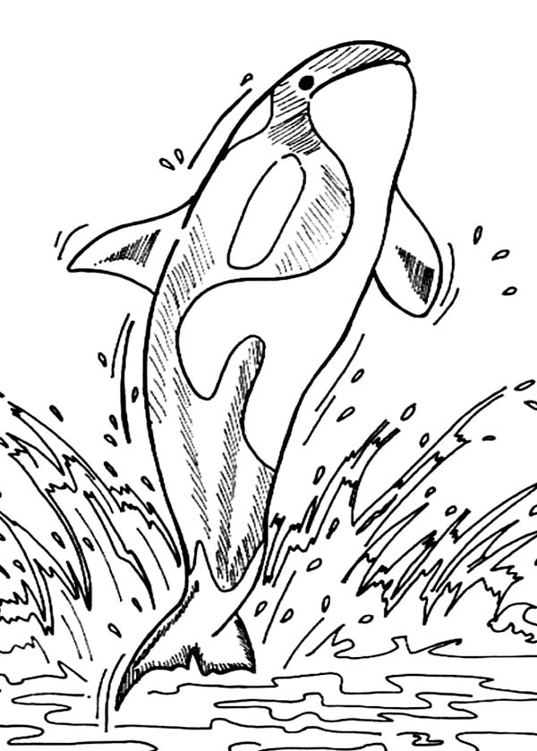 600x840 Unique Killer Whale Coloring Pages 53 On Cute Coloring Pages