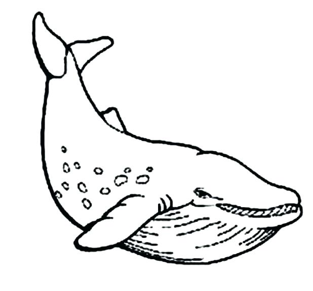 618x576 Whale Color Page Cute Whale Coloring Page Big Blue Whale Coloring