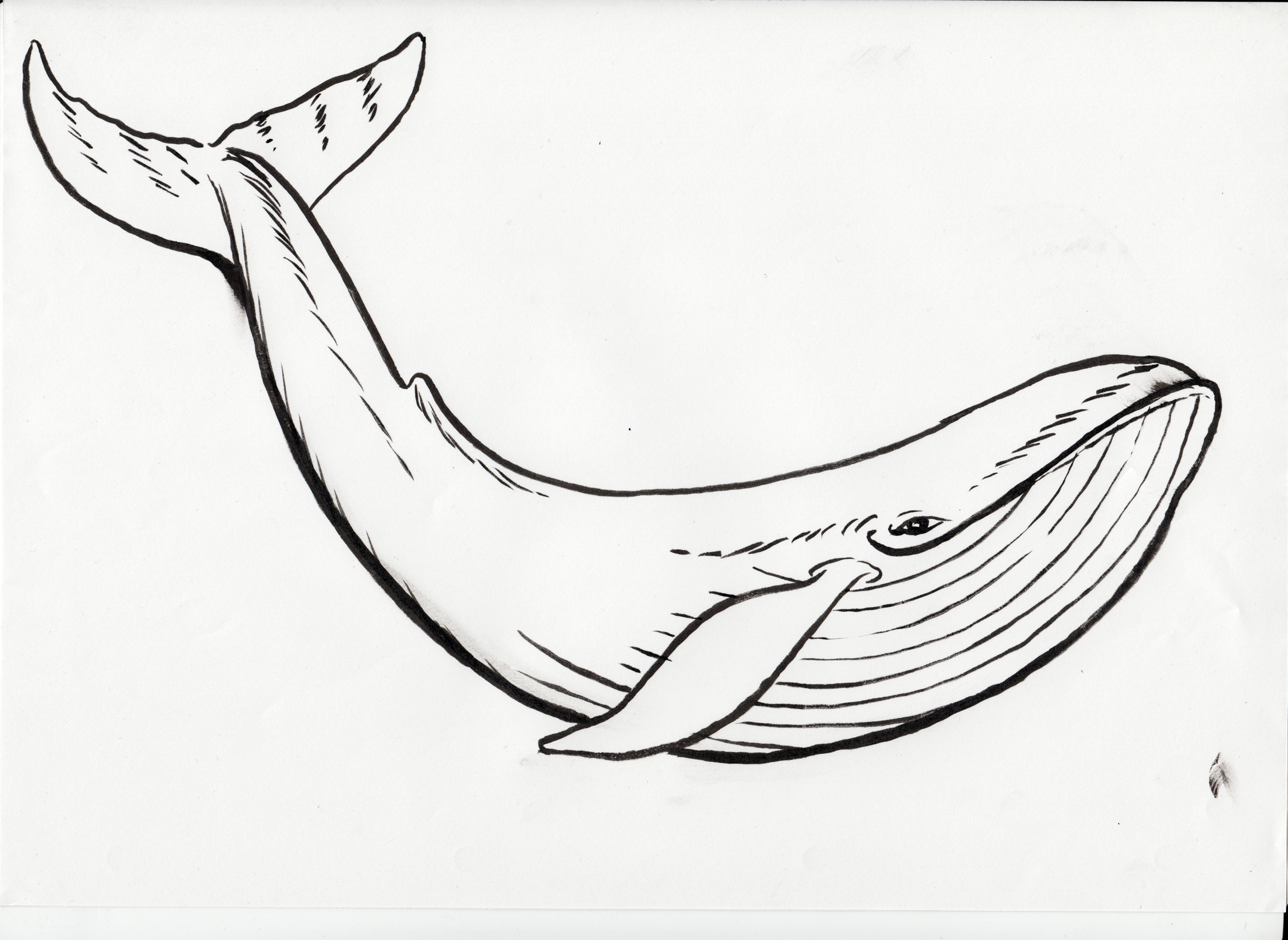 Dessiner Une Baleine Easy Drawings Dibujos Faciles Dessins | Images and ...