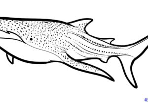 300x210 46 Wonderful Photo Of Easy Whale Drawing Drawing Ideas
