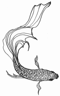 200x320 Bettaoverhead7.gif