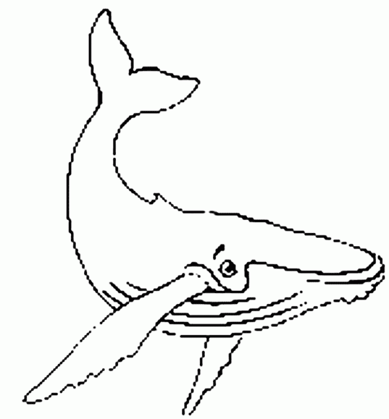 800x863 Humpback Whale Coloring Pages For Kids
