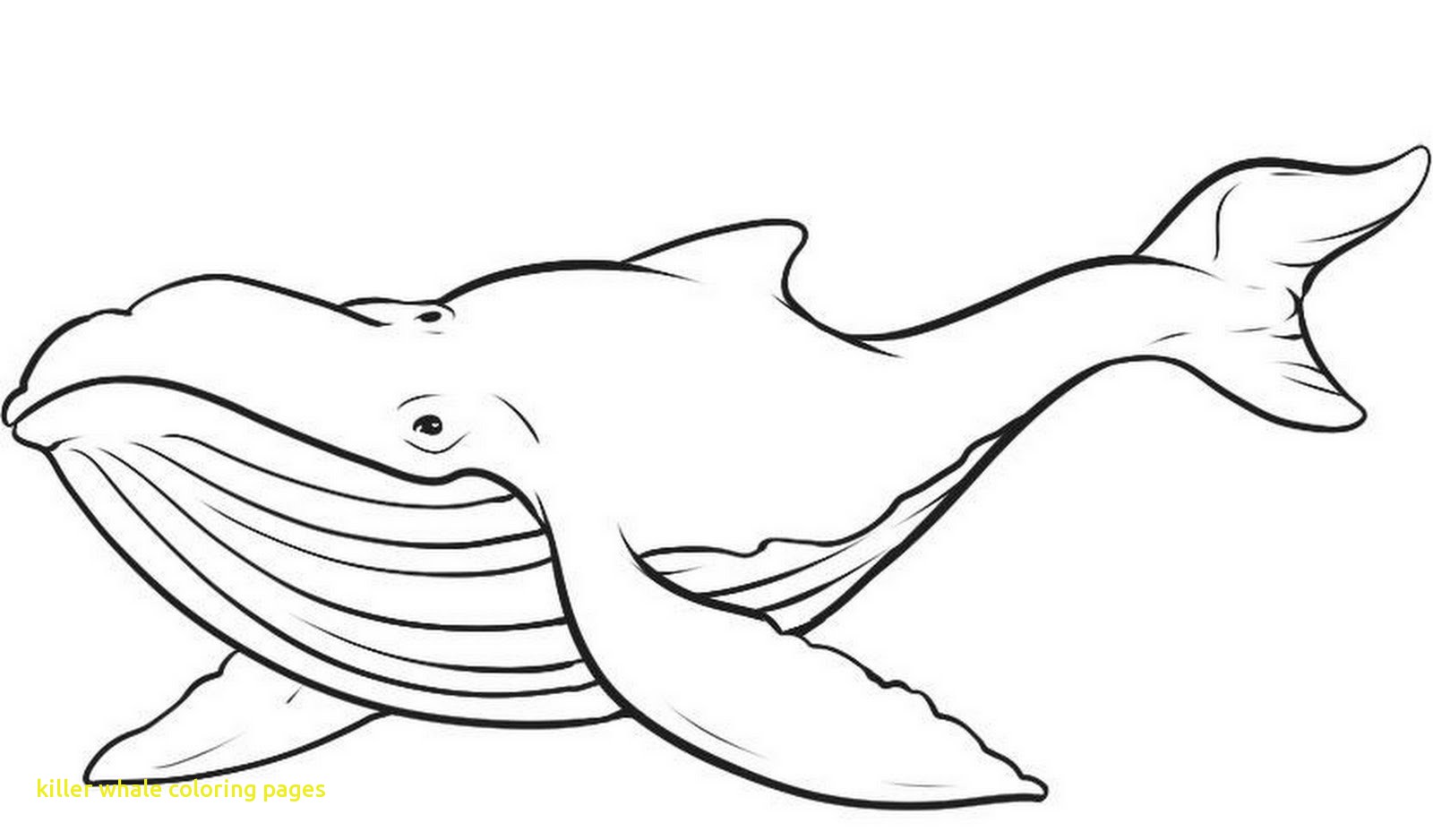 1600x938 Killer Whale Coloring Pages With Whale Color Page Free Printable