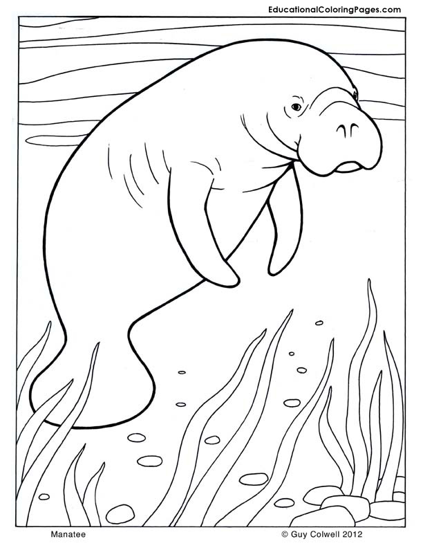 612x792 Whale Drawing For Kids 285562