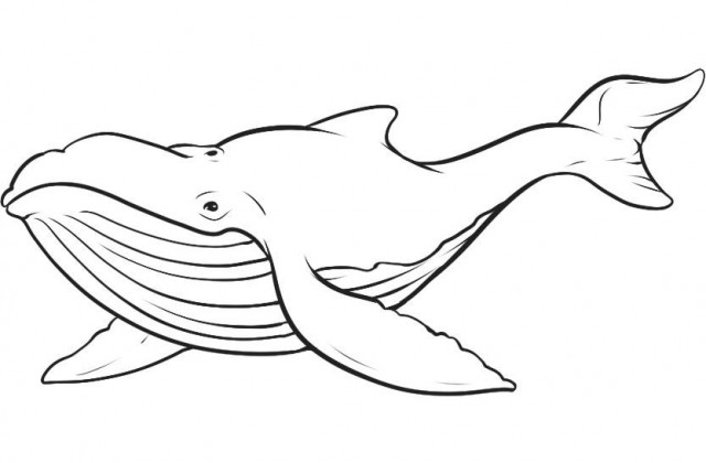 640x420 Whales Drawing How To Draw A Sperm Whale Step Step Sea Animals