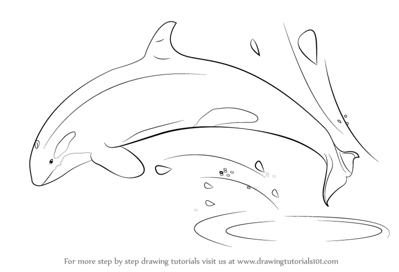 800x546 Learn How To Draw A Killer Whale (Antarctic Animals) Step By Step