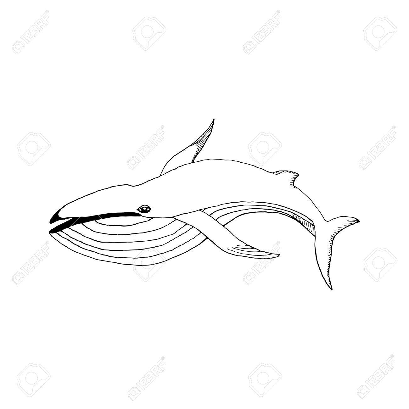 1300x1300 Hand Draw A Whale In The Style Of The Sketch To Design Cards